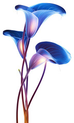 Obraz premium PNG Illustration calla lily neon rim light nature flower purple.