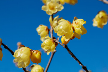 Wintersweet flowers stand out against the blue spring sky.