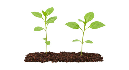 Isolated Two Young Seedlings with Soil
