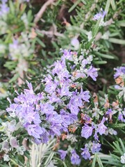 Obraz premium lilac flowers on a rosemary branch