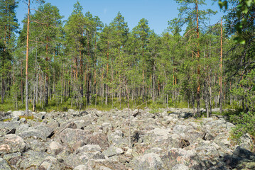a lot of rocks in Finnish forest