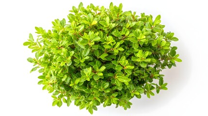Dense Green Foliage of a Healthy Plant Presented on a White Background for Natural Aesthetic