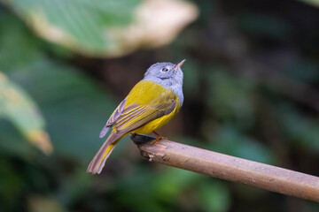 Fototapeta premium grey-headed canary-flycatcher (Culicicapa ceylonensis) seen at Dosdewa in Karimganj, Assam, India