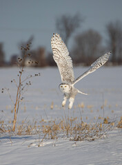 Snowy owl (Bubo scandiacus) flies low over hunting an open snowy field in winter in Ottawa, Canada