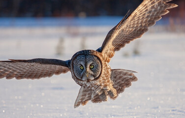 Great grey owl (Strix nebulosa) with wings spread out hunts in the winter snow in Canada	
