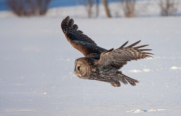 Great grey owl (Strix nebulosa) with wings spread out hunts in the winter snow in Canada	