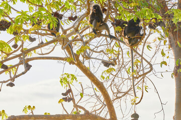 Dusky Langur climbing on branch 