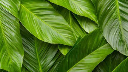 Closeup of Lush Green Tropical Leaves Creating a Vibrant Natural Background Texture