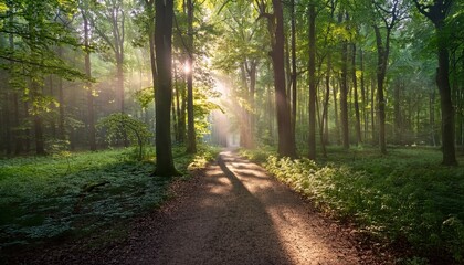 Fototapeta premium Forest Trail with Sunlight: The image depicts a tranquil path winding through a dense forest, with sunlight filtering through the trees, casting a serene and inviting atmosphere.