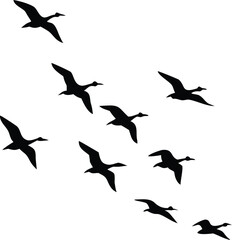 Fototapeta premium Birds Flying Silhouette Formation On Transparent Background Isolated Wildlife Bird