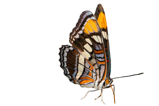 Arizona Sister Butterfly (Adelpha eulalia) Photo, on a Isolated Transparent PNG Background
