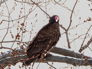 Turkey Vulture: nature's clean-up crew, waiting patiently on a branch for her turn to eat