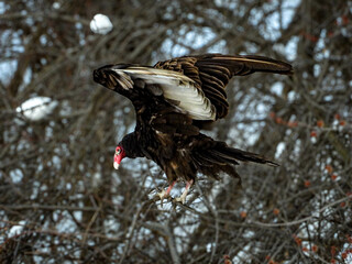 Turkey Vulture: nature's clean-up crew, waiting patiently on a branch for her turn to eat