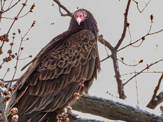 Turkey Vulture: nature's clean-up crew, waiting patiently on a branch for her turn to eat