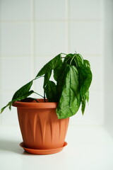 A close-up of a drooping houseplant with dark green wilted leaves in a terracotta flower pot. Set against a clean white tiled background, . High quality photo