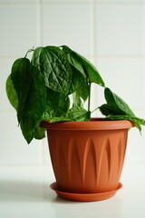 A close-up of a drooping houseplant with dark green wilted leaves in a terracotta flower pot. Set against a clean white tiled background, . High quality photo