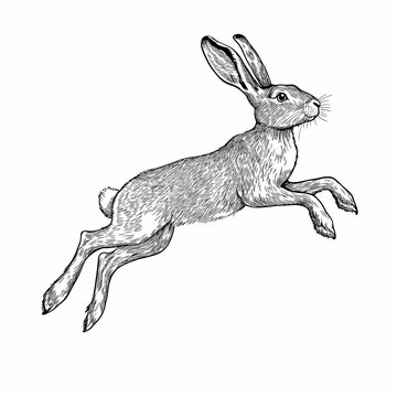 Hare runs, jumps. Vintage engraving, black outline on white background