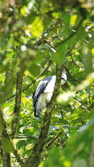 Juvenile black-and-chestnut eagle (Spizaetus isidori) perched in a tree near El Reventador volcano in Napo, Ecuador