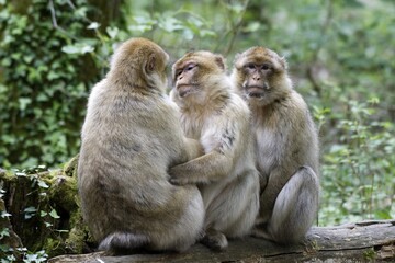 Macaques de Barbarie