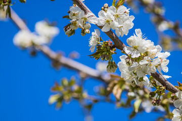 A Beautiful Cherry Blossom Tree in Full Bloom Against a Clear and Bright Blue Sky
