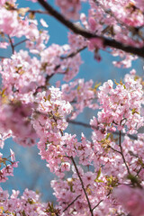 青空を背景にした河津桜
