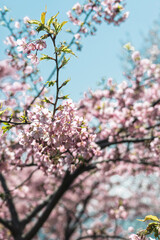 春の陽射しを浴びる桜
