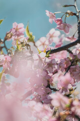 春の陽射しを浴びる桜
