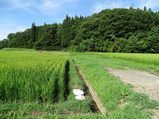 夏の農村風景