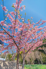 青空を背景にした河津桜
