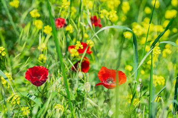 Field of poppies and yellow wildflowers glowing under sunlight in natural spring environment. Vibrant textures, botanical harmony. Natural background of wild scenery