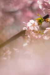 春の光を浴びる桜
