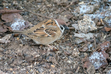 sparrow on the ground close up