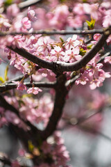 春の光を浴びる桜
