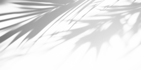 Overlay effects of realistic palm leaf shadows shadows isolated on transparent background,tropical leaves shadows	