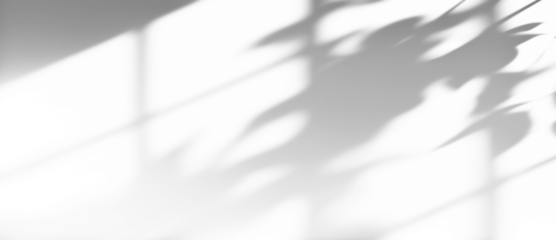 shadow overlay effects of realistic window and tree branch shadow with light blur on transparent background,Summer sunlight and shadow overlay effect