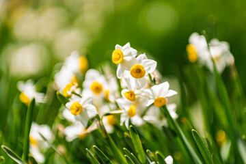 春の日差しを浴びる水仙
