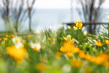 春の日差しを浴びる水仙
