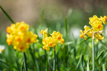 春の日差しを浴びる水仙

