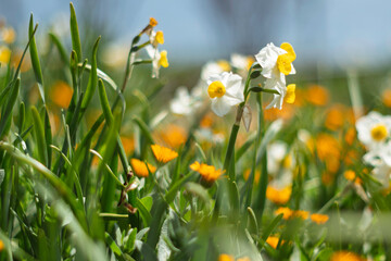 春の日差しを浴びる水仙
