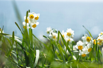 春の日差しを浴びる水仙

