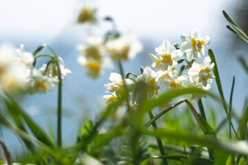 春の日差しを浴びる水仙
