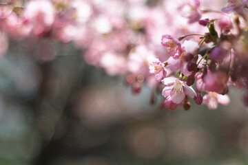 春の光を浴びる桜
