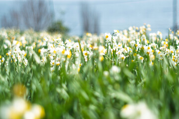 春の日差しを浴びる水仙
