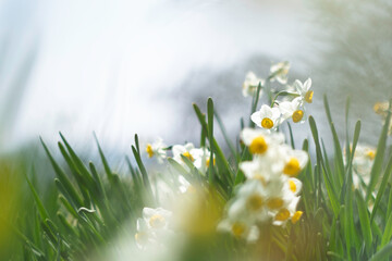 春の日差しを浴びる水仙
