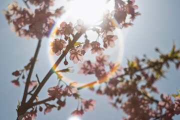 春の光を浴びる桜
