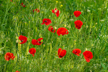Blooming poppies with bold red petals in lush green grass. Wild poppies flowers, vibrant spring countryside landscapes. Natural summer floral background