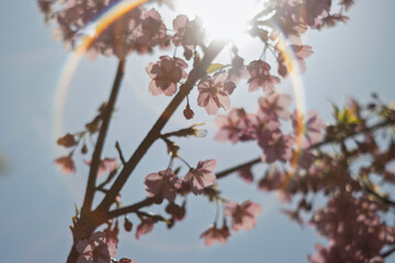 春の光を浴びる桜

