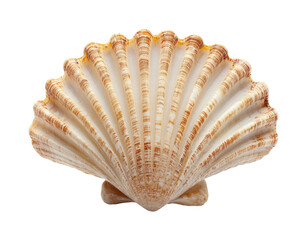 Collecting beautiful seashells beachside nature coastal isolated on transparent background png