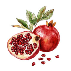Pomegranate isolated on white background