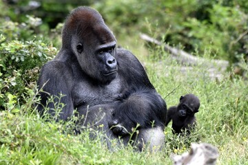 Gorilles